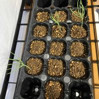 マツ,盆栽,初心者,種から,超初心者の画像