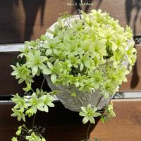 クレマチス ペトリエイ,クレマチス ペトリエイ,クレマチス アーマンディ,クレマチス アーマンディ,雑貨の画像