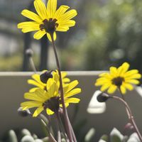 ルビーネックレス,紅稚児, ブロンズ姫,多肉植物,可愛いの画像