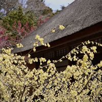 ヒュウガミズキ,ミズバショウ,松島円通院の画像