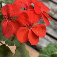 ゼラニウム,ゼラニウム,真っ赤な火曜日,春ちゃんありがとうの画像