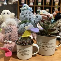 ベランダー,GS植物うちなーぐち会,ｵｹﾂの日,元気に育ててますよ,トリの日の画像