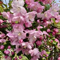 オキザリス,ハナカイドウ,ミニスイセン テータテート,おうち園芸の画像