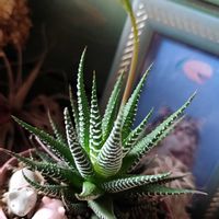 ジュウニノマキ,꒰ღ˘◡˘ற꒱かわゅ~,花のある暮らし,雑貨好き♡,カッコイイ‼の画像