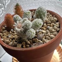 多肉植物,多肉寄せ植え,可愛い多肉ちゃん❤︎,多肉好き,多肉好きな人と繋がりたいの画像