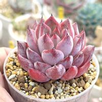 エケベリア    ブラックスワン,成長記録 ブラックスワン,神奈川タニラー,多肉男子,バルコニー/ベランダの画像