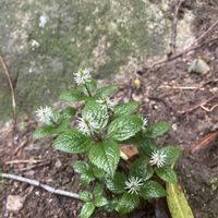 ヒトリシズカ,お花,山野草の画像