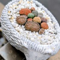 リトープス,多肉植物 寄せ植え,ありがとう,繋がりに感謝✨,ほったらかしガーデニングの画像