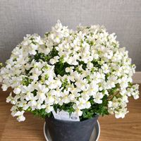 ネメシア,花のある暮らし,ゲブラ・ナガトヨ,花友さんに感謝♡,ネメシア・スノースワンの画像