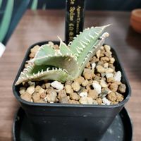 アガベ,育成ライト,多肉植物,初心者,室内管理の画像