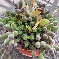 ゴーラム,ルビーネックレス,花月,パリダム,アーモンドネックレスの画像