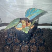 ベゴニア,八重咲きチューリップ,ジュエルオーキッド マコデスペトラ,ジュエルオーキッド マコデスペトラ,チューリップ　ドリーマーの画像