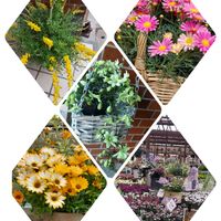 エニシダ,ピンクマーガレット,クレマチス　ペトリエイ,癒しのひと時,おでかけ先の画像