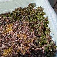 ミント,ハーブ,今日の一枚,おうち園芸の画像