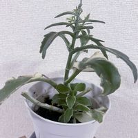 カランコエ,カランコエ,観葉植物,初心者,多肉初心者の画像