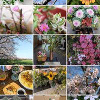 サクラ,サクラ,サボテン,ヒマワリ,ワイヤープランツの画像