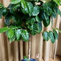 コーヒーの木,今日のお花の画像