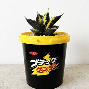 フェイクグリーン,アガベ偽物の画像