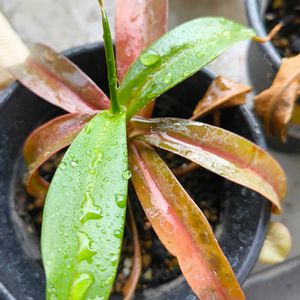 ネペンテス,ウツボカズラ,ネペンテス・レベッカソパー,ネペンテス・レベッカソパー,食虫植物の画像