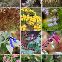 サルビア,センリョウ,ツワブキ,ペンタス,アゲラタム(カッコウアザミ)の画像