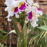 カトレア,カトレア,沖縄海洋博公園,ラン科,熱帯ドリームセンターの画像