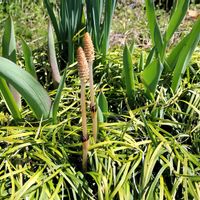 ツクシ,ツクシ,レンゲ,レンゲ,大根の画像