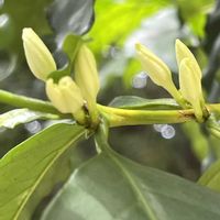 コーヒーの木,常緑低木,アカネ科,有用植物の画像