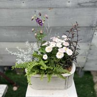 ソフォラ　リトルベイビー,コロキア,オレアリア　リトルスモーキー,キンギョソウ　ブロンズドラゴン,マーガレット白モモコの画像