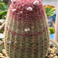 サボテン,猩々丸,紫太陽,アガベ　笹の雪,ブカレンシスの画像