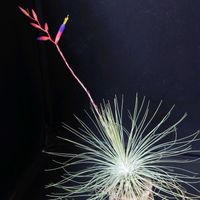 チランジア,チランジア フクシー,チランジア フックシー グラシリス,チランジア フックシー グラシリス,エアプランツ・チランジアの画像