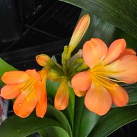 クンシラン,君子蘭,クンシラン、君子蘭,クンシラン(君子蘭),君子蘭(クンシラン)の画像