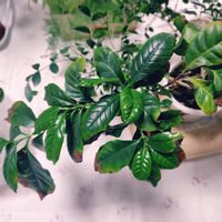 コーヒーの木,ダイソー,今日のお花の画像