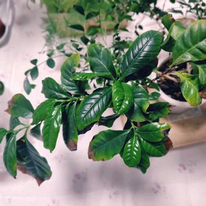 コーヒーの木,ダイソー,今日のお花の画像