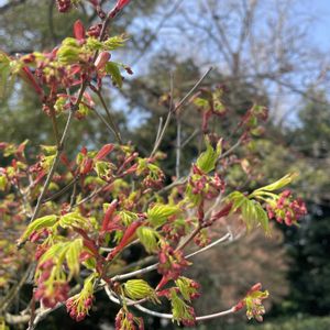トサミズキ,枝垂れ桜,イロハモミジ,シダレザクラ,椿 つばきの画像