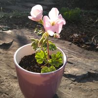 ゼラニウム,ゼラニウム,小さな庭の画像