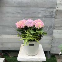 コロキア,紫陽花ふるふる,ドリオプテリス　シルバーレディ,寄せ植え,ガーデニングの画像