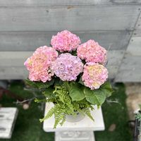 コロキア,紫陽花ふるふる,ドリオプテリス　シルバーレディ,寄せ植え,ガーデニングの画像