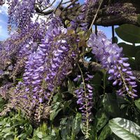 フジ,山野草,花のある生活の画像