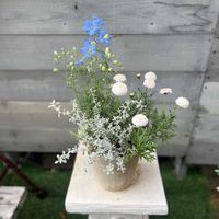 マーガレット「マルコロッシ」,オレアリア　リトルスモーキー,デルフィニウム　チアブルー,寄せ植え,ガーデニングの画像