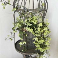 クレマチス ペトリエイ,寄せ植え,ガーデニング,癒し,今日の一枚の画像