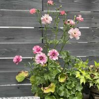 ラナンキュラス　ラックス,寄せ植え,ガーデニング,癒し,今日の一枚の画像