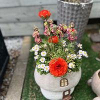 ストック,原種デージー アルムの空,ラナンキュラス・マシェ,寄せ植え,ガーデニングの画像