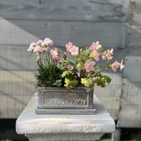 イングリッシュデージー ロリポップ,アルメリア　アルマダ,プリムラシネンシス　ジョリーステラ,寄せ植え,ガーデニングの画像