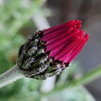 クジャクサボテン,クジャクサボテン,レウィシア,レウィシア,ローダンセマム リルピンクの画像