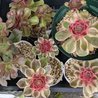 多肉植物,葉挿し,多肉寄せ植え,実生苗,実生っ子の画像