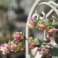 オレガノ ケントビューティー,オレガノ ケントビューティー,寄せ植えの画像