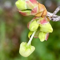 ドウダンツツジ,ドウダンツツジの紅葉♡,どうだんつつじの花,ドウダンツツジの芽吹き,ドウダンツツジの若い果実の画像