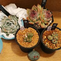 鉢植え,エケベリア属,多肉大好き,コノフィツム属,多肉中毒の画像