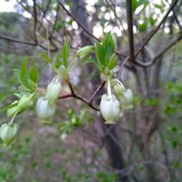 ドウダンツツジ,ドウダンツツジ,ドウダンツツジ,満天星,灯台躑躅(ドウダンツツジ)の画像