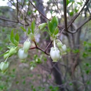 ドウダンツツジ,ドウダンツツジ,ドウダンツツジ,満天星,灯台躑躅(ドウダンツツジ)の画像
